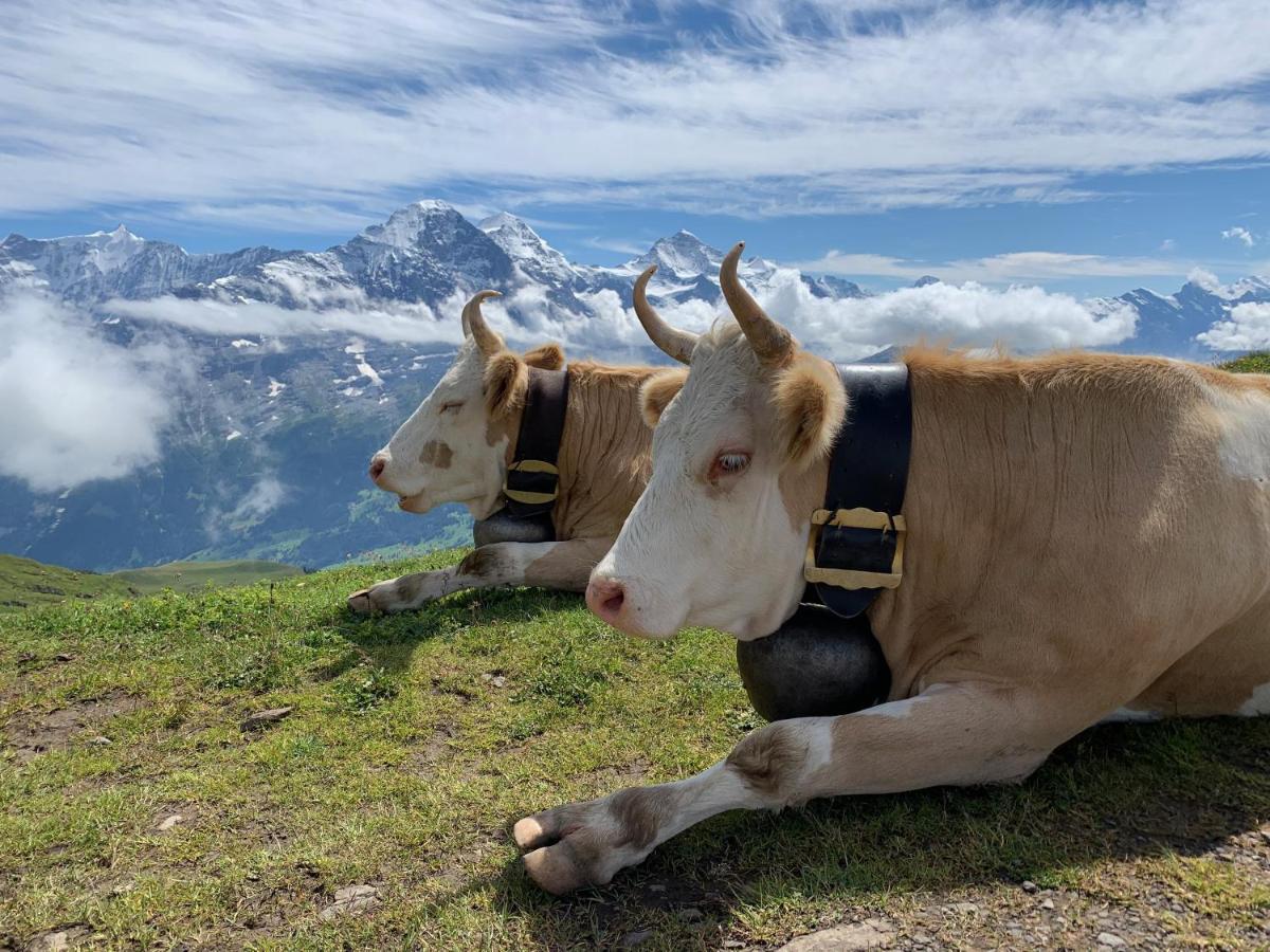 Chalet Sunneblick Grindelwald Luaran gambar